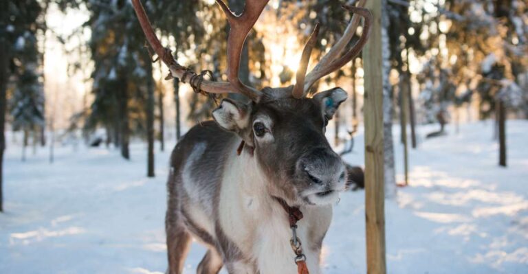 Rovaniemi: Evening Reindeer Safari Overview