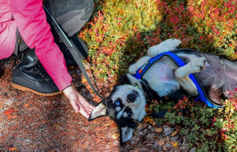 Rovaniemi: Husky Safari Tour & 6-10 Km Self-Driving Mushing - Tour Details