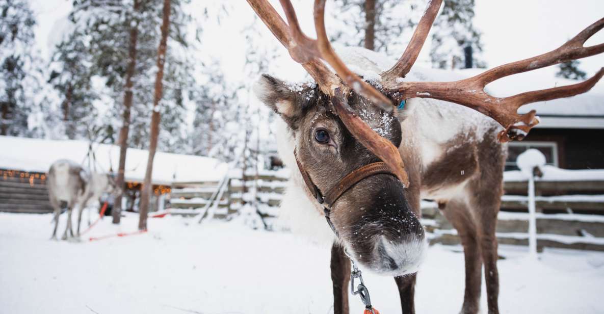 Rovaniemi: Snowmobile Tour and Reindeer Farm Experience - Snowmobile Safari Through the Arctic