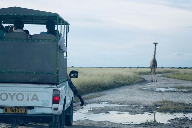 Safari In Etosha National Park With Professional Tour Guides Born In Etosha. Safari Overview