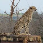 Safaris In Kruger National Park Full Day Kruger National Park Overview