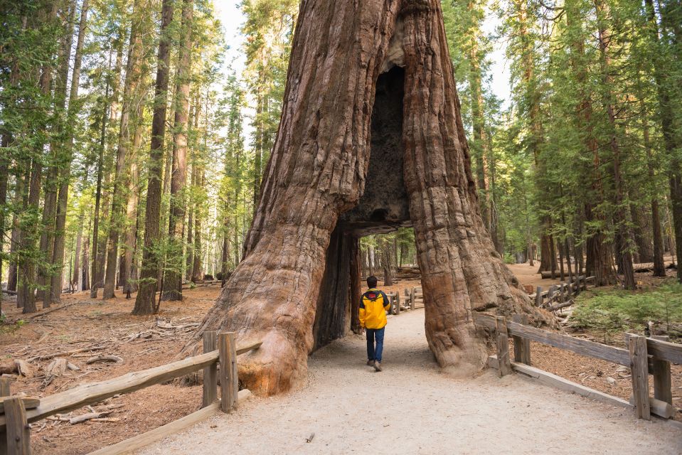 San Francisco To/From Yosemite National Park: 1-Way Transfer - Overview of the Transfer