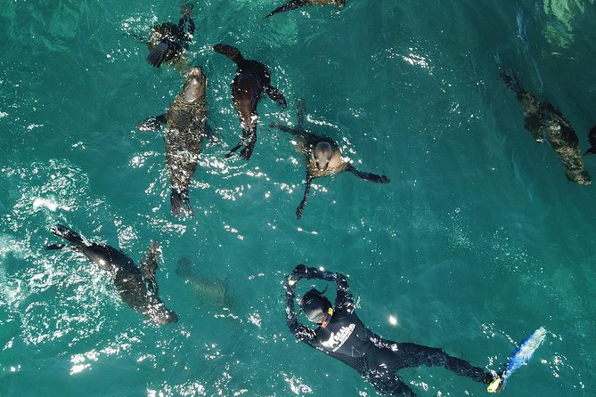 Seal Snorkeling With Animal Ocean In Hout Bay Overview Of The Experience