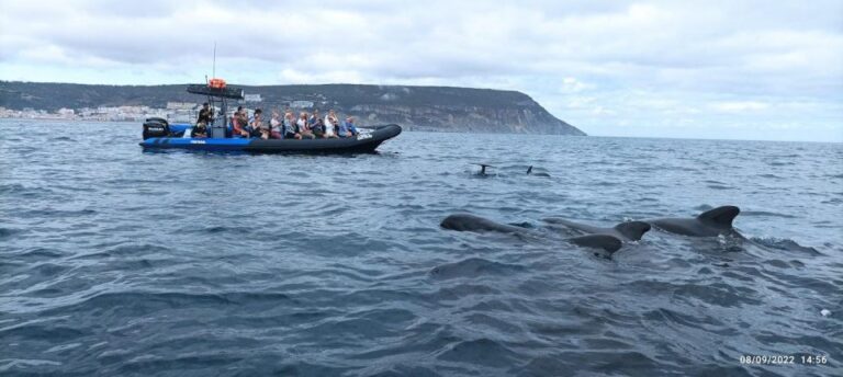 Sesimbra: Private Dolphin Watching Tour Arrábida Natural Park Overview Of The Tour