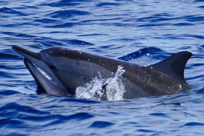 Shared Dolphin Encounter In Mauritius Snorkeling With Wild Dolphins