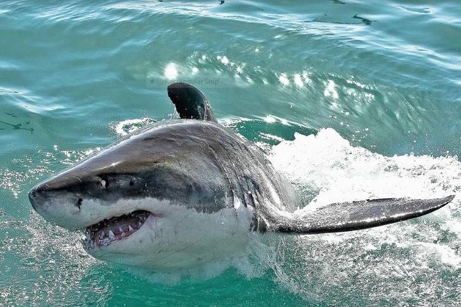 Shark Diving Full Day Guided Return Transfer to Gansbaai From Cape Town - Tour Overview