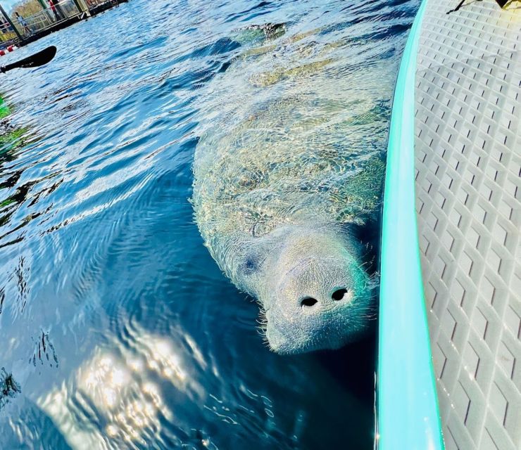 Silver Springs: Manatees And Monkeys Clear Kayak Guided Tour Tour Overview