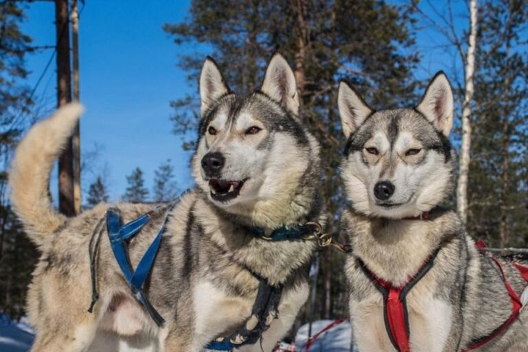 Sirkka: Husky Sled Ride In Levi Sled Ride Experience