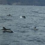 Small Group Excursion Whales And Dolphin Watching Los Gigantes Overview Of The Excursion