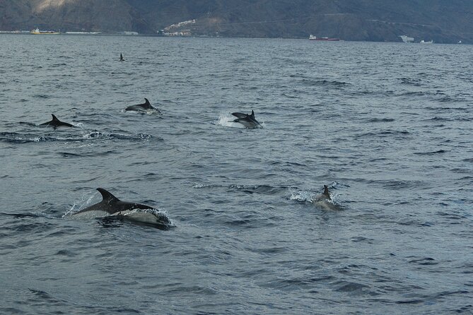 Small Group Excursion Whales and Dolphin Watching Los Gigantes