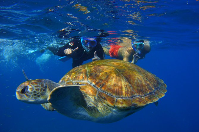 Snorkeling Tour With Sea Turtles And Stingrays Inclusions And What To Expect