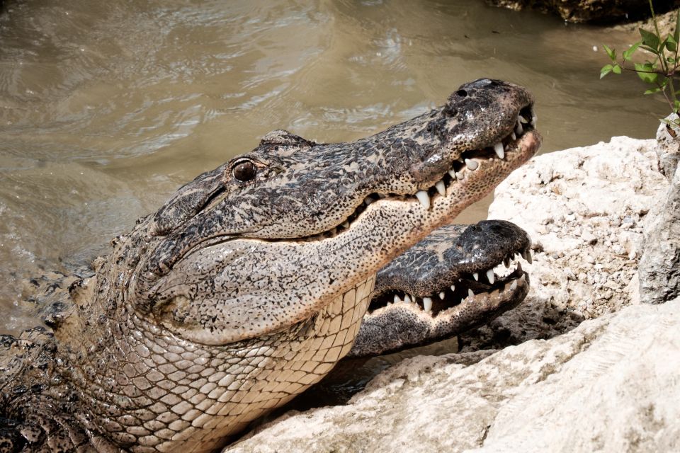 South Beach: Everglades Wildlife Airboat Tour - Tour Overview