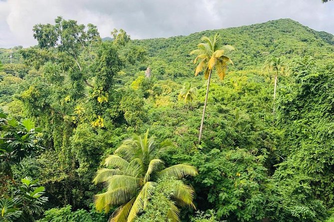 St Kitts Rainforest Tour - Historic Sugar and Rum Production