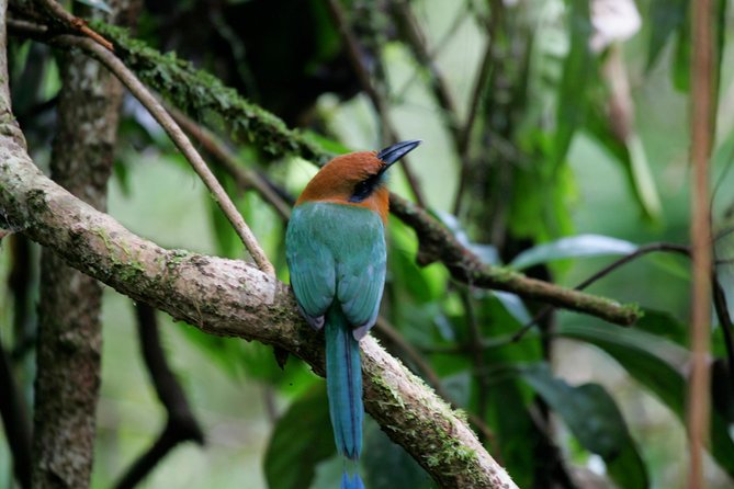 St. Lucia Aerial Tram Tour At Rainforest Adventures Gliding Through The Treetops