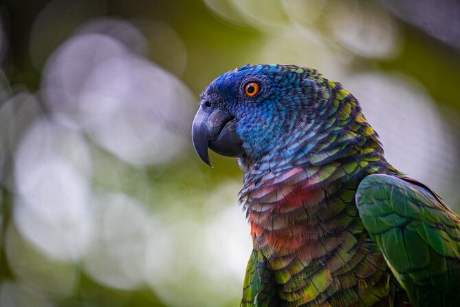 St Lucia Jacquot Trail Hike At Rainforest Adventures Aerial Tram Experience