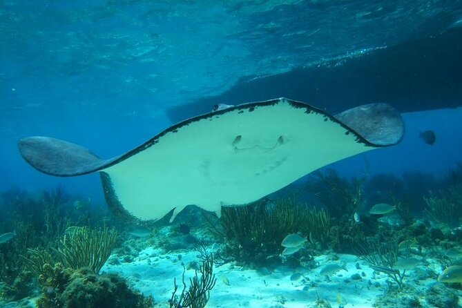 Stingray City Experience Plus One Snorkeling Stop Snorkeling At Coral Gardens