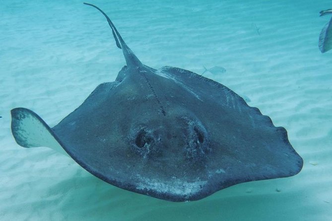 Stingray City Sandbar, Coral Gardens Snorkeling & Starfish Point Overview Of The Activity