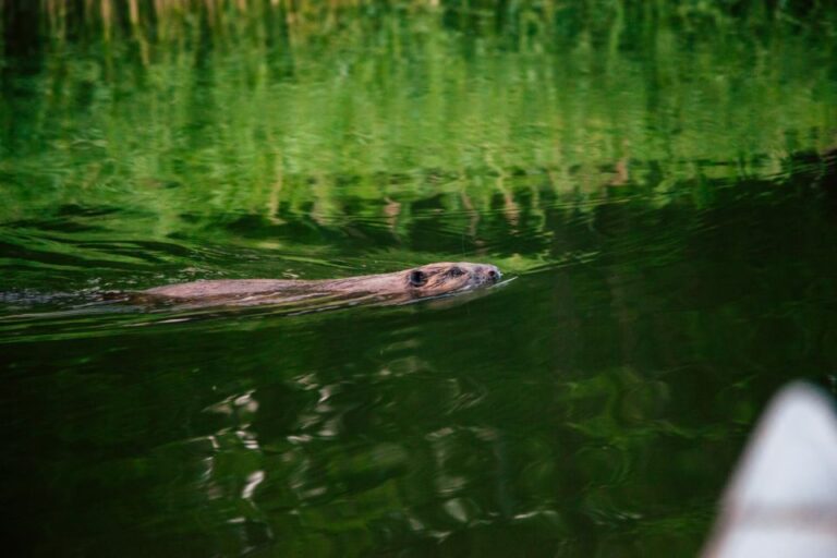 Stockholm: Archipelago Family Friendly Private Kayaking Tour Tour Overview