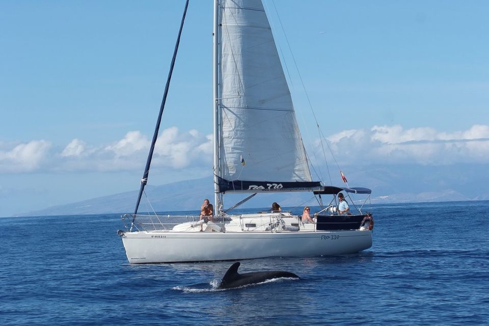 Tenerife: 3 &-6 Hour Private Whale & Dolphin Watching - Luxury Sailing Yacht Gran Azor