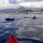 Tenerife By Kayak And Snorkeling Adventure In Small Group Overview Of The Adventure