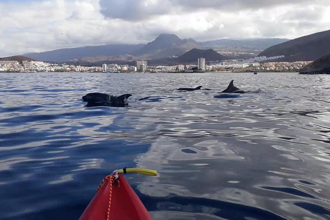 Tenerife by Kayak and Snorkeling Adventure in Small Group