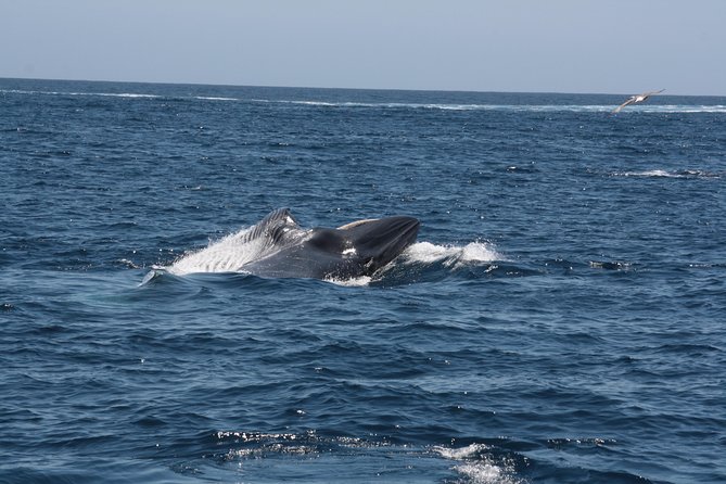 Tenerife: Whale And Dolphin Watching Overview