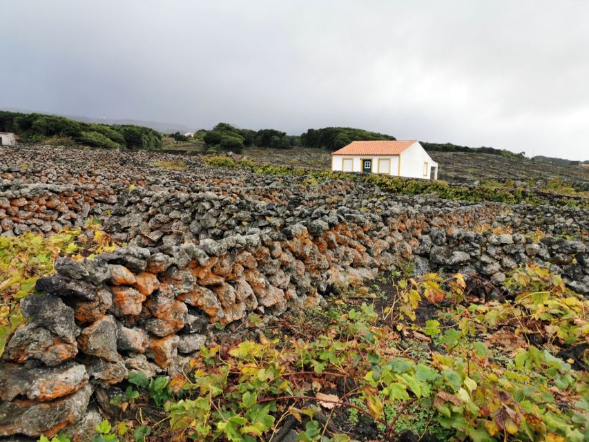 Terceira Island: Best of Terceira Island Tour With Lunch - Tour Overview