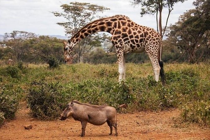 Tour: Giraffe Center And Nairobi National Park Tour Overview