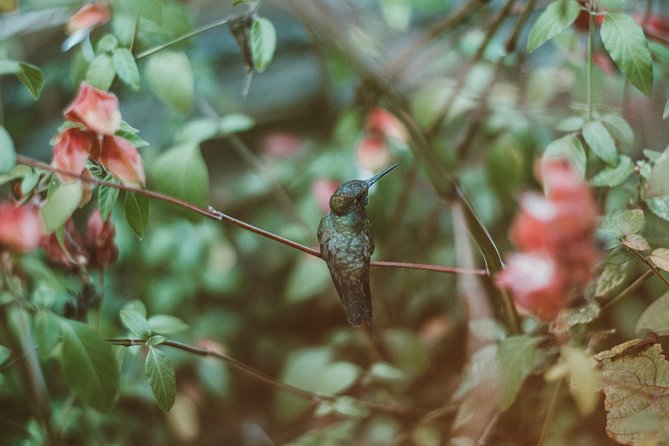 Trinidad Nature & Hummingbird Experience Hummingbird Diversity