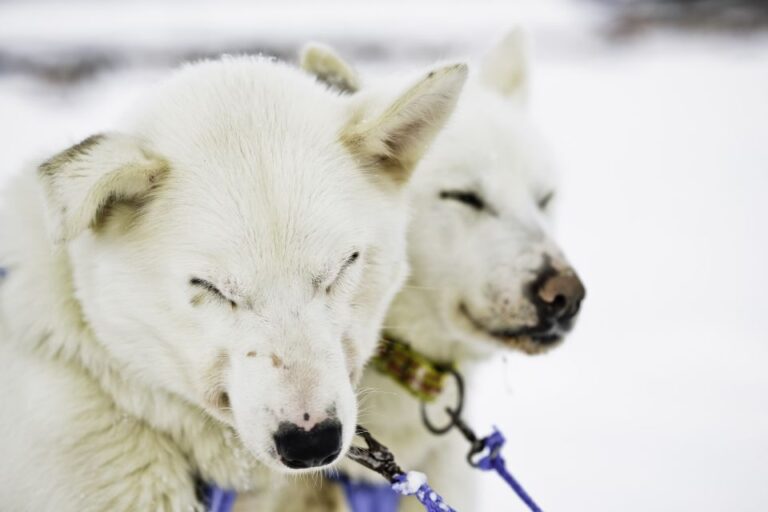 Tromsø: Husky Sled Self Drive With Traditional Lunch Overview Of The Experience