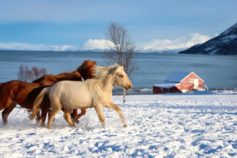 Tromsø: Lyngen Horse Stud Farm Visit Activity Details