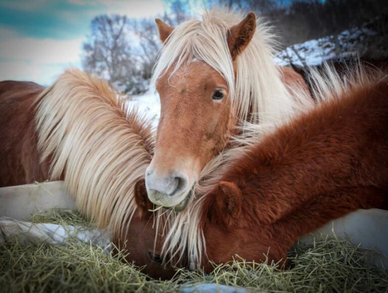 Tromsø: Lyngen Horseback Riding Experience The Lyngen Horse: Norways Majestic Breed