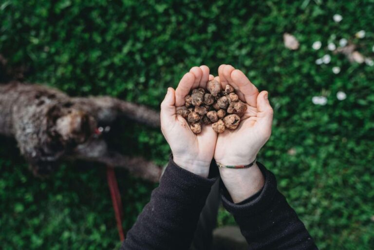 Truffle Hunt In Chianti And Cooking Class With Sunset Dinner Unique Tuscan Hills Experience