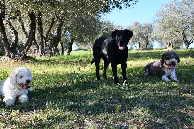 Truffle Hunting Experience Siena Tartufi Truffle Hunting Process