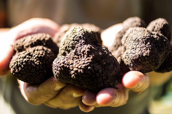 Truffle Hunting On Lake Bracciano With Lunch Overview Of Truffle Hunting Experience