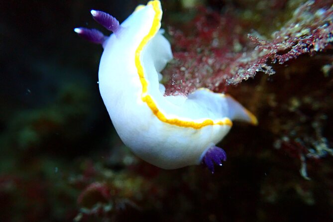 Try Scuba Diving in Arrabida Natural Park (Near Lisbon) With Pictures - Overview of the Experience