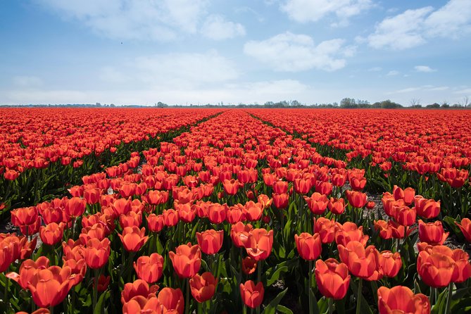 Tulipfields of Holland Tour - Meeting and Pickup