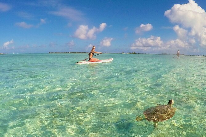 Turtle Eco Tour on Stand-Up Paddleboards or Kayaks Into the National Marine Park - Inclusions