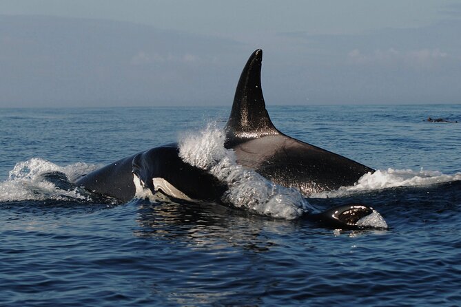 Vancouver Whale Watching Adventure With City Tour