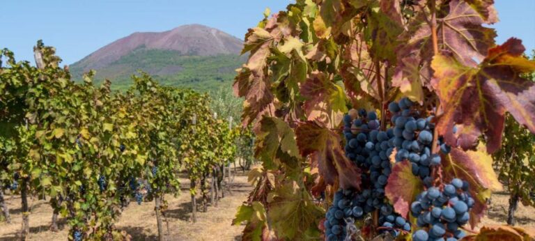 Vesuvius Valley And Pompeii With Wine Tasting And Lunch By Van Tour Duration And Group Size