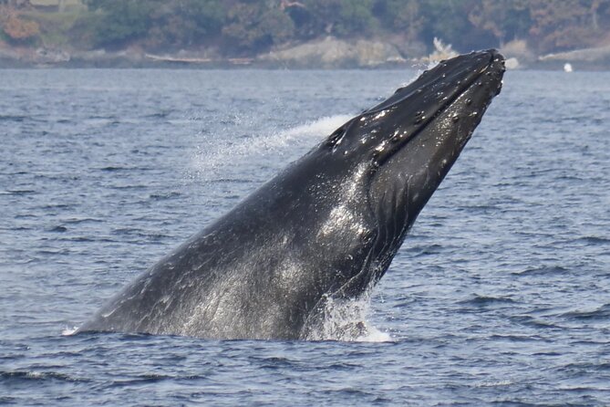 Victoria Whale Watching Tour by Zodiac