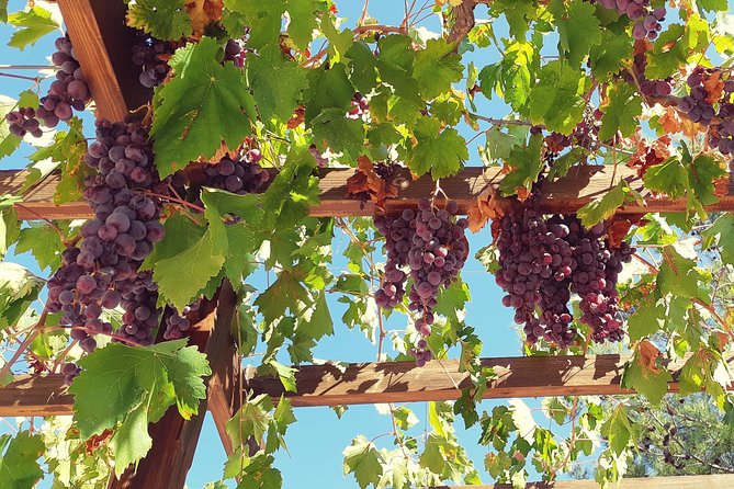 Vino Venture: Explore With a Local – Troodos Mountains Thru Wine!