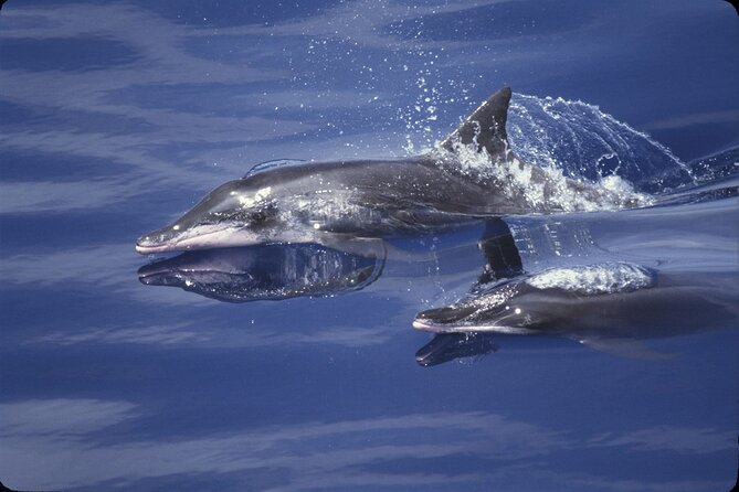 ViP Full Day Swimming With Dolphin Sea Trip With Lunch - Hurghada - Additional Transfer Options