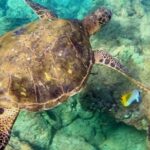 Wailea Beach: Snorkeling Tour For Non Swimmers & Beginners Tour Details