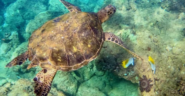 Wailea Beach: Snorkeling Tour For Non Swimmers & Beginners Tour Details