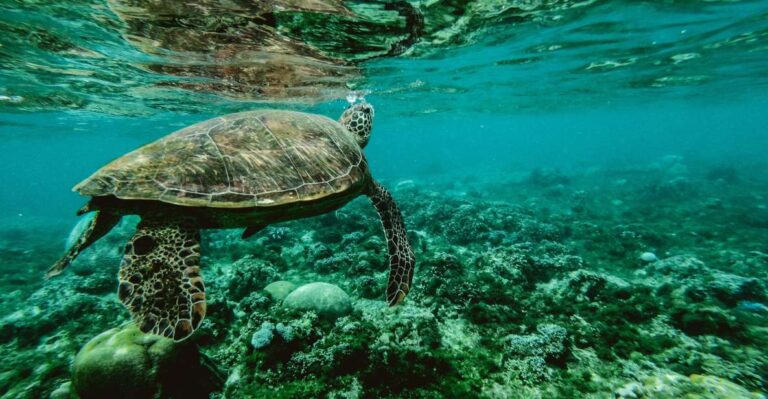 Wailea: Turtle Town Snorkeling Trip With Photo And Video Activity Overview