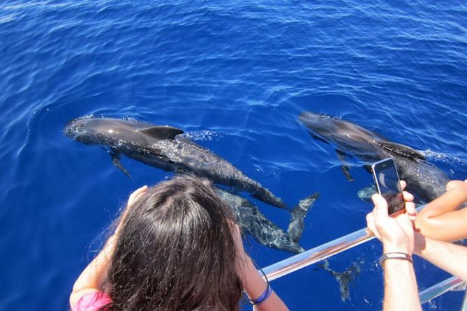 Waitukubuli Dolphin And Whale Watch In Dominica Inclusions And Exclusions