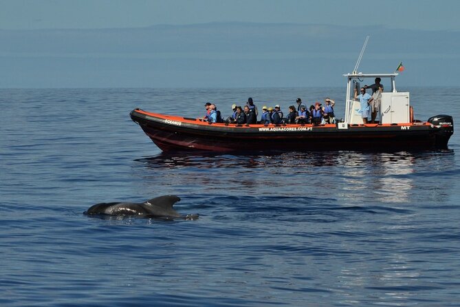 Whale And Dolphin Watching In Pico Island Half Day Inclusions And Meeting Point