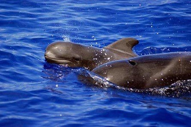 Whale and Dolphin Watching Sailing Boat With Drinks, Snacks and Swimming Time - Experienced Local Sailors Expertise