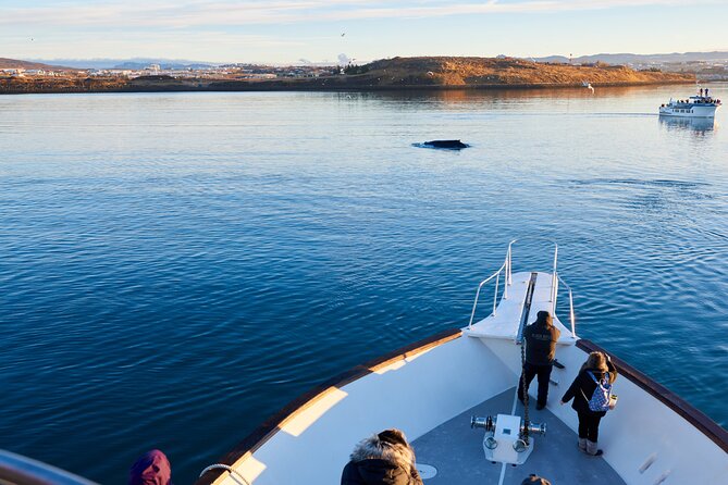 Whale Watching Cruise On A Yacht In Reykjavik Overview Of The Whale Watching Cruise